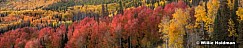 Awesome Aspen Color Pano.