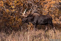 Moose Walk 100813 2 2