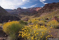 Grand Canyon Wildflowers 042019 4990