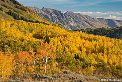 Cascade Mountain Yellow Aspens 100822 1847