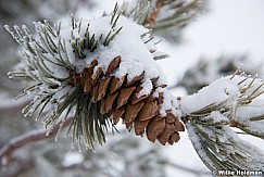 Snow Pine Cone 021817 5935