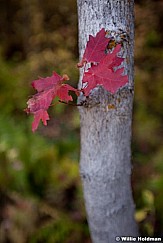 Maple Leaves 092912 2038