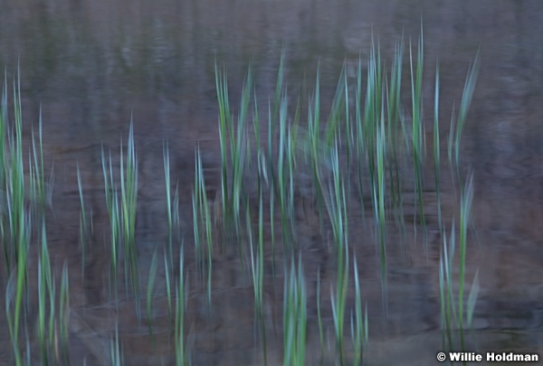 Abstract Grasses 062112 2