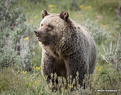 Grizzly Bear Tetons 061320 1833 2