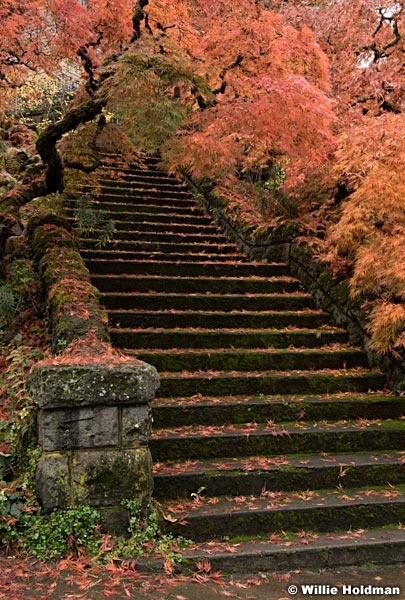 Japanese Maple Stairs 7562