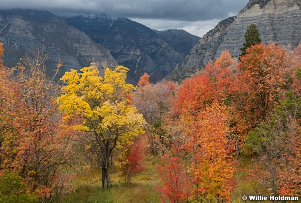 Colorful Maple Trees Provo Canyon 100323 8252 2