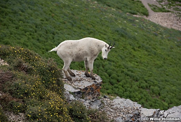 Rocky Mountain Goat 071915 2