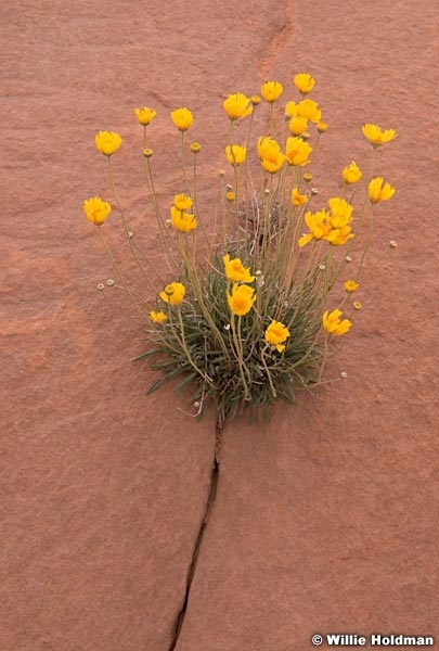 Marigold yellow flowers growing from rock crack.