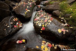 Autumn Leaves Stream 100412 32