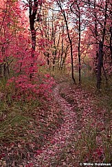 Autumn Trail Maples 092212