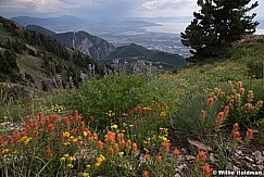 Cascade Utah Valley Wildflowers 070918 9367 9235