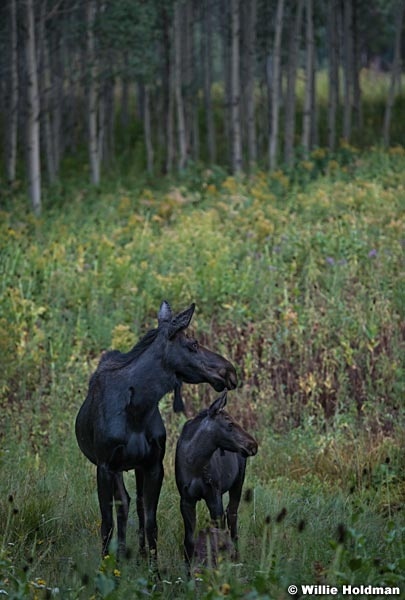 Moose with calf 090519 6787 4