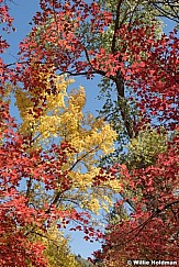 Red Yellow Green Trees 100121 7603