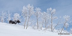 Moose Walk Snow 123014 3