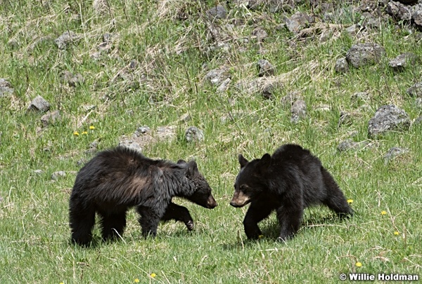 Black Bear Cub 050817 4484