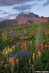 Grand Teton Wildflowers 080919 0053 3