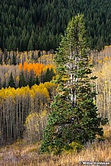 Aspen Colors Pine 100515 4859 4 1