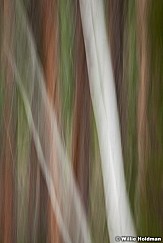 Aspen Pines Abstract 080913 2