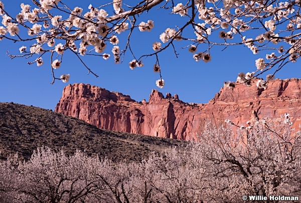Capitol Reef Blossoms 031414 0007