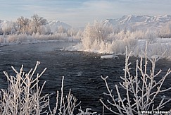 Frosty Trees Provo River 011316 9667