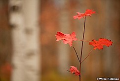 Maple Leaves 100411 58