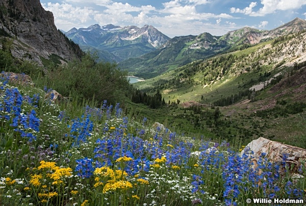 Amercian Fork Canyon Wildflowers 071320 2 2