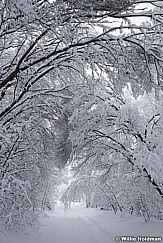 Path Frosted Trees 010517 9140 4