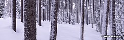 White Forest 031714