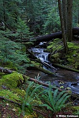Hood Wilderness Stream 110714 7721 3