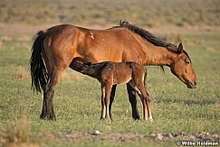 Wild Horse with Foal 051621 8484