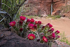 Hedgehog Cactus Grand Canyon 041623 3534