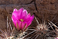 Cactus in Bloom 042117 5054