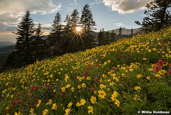 Lone Peak Wildflowers 081217 8477