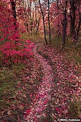 Maple Leaves Trail 092212 572
