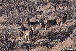 Mule Deer Buck 120917 3769