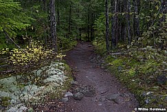 Path Forest Oregon 110714 7626 2