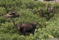 Three Moose 082121 1967 3