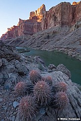 Grand Canyon Cactus 041222 0640