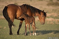 Wild Horse with Foal 051621 8555