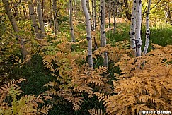 Ferns Aspens Autumn 091915 2