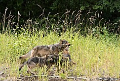Wolf Family Alaska 081616 1576