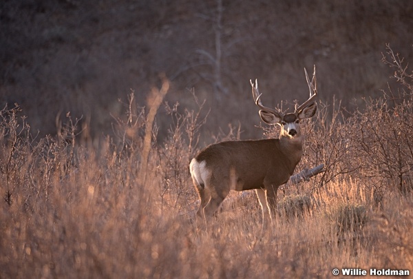 Mule Deer Buck 120917 3564