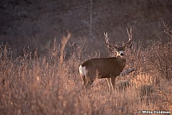 Mule Deer Buck 120917 3564