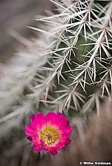 Fusia Cactus 041516 8637