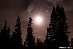 Pine Silhouette Eclipse 100714 1295