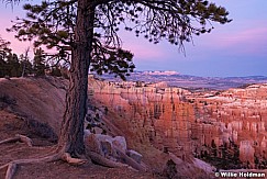 Bryce Canyon Roots 040616 4736 2 of 2