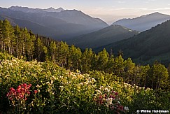 Crest Trail Wildflowers 071214 0747