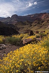 Grand Canyon Cactus Wildflowers 042019 4994