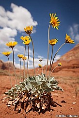 Desert Wildflower Daisy 051813 1562