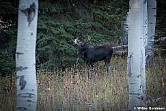 Moose Aspens Pines 092820 1405 4
